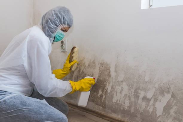 New Hope, MS Mold Removal Company